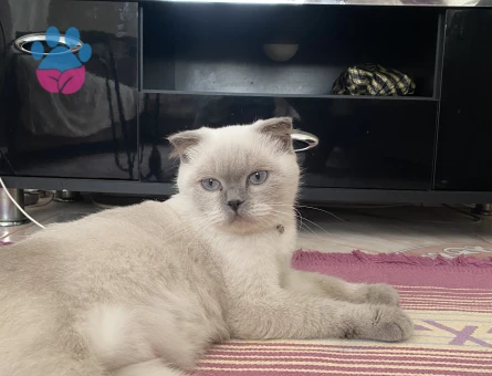 Dişi kedime eş arıyorum