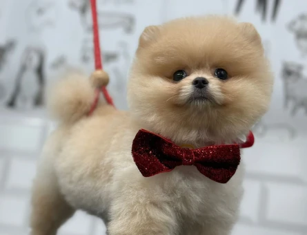 Pomeranian Boo köpeğime Çiftleştirme eş arıyorum - 118980243