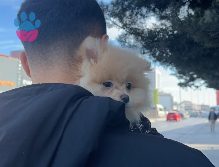 Pomeranian Boo köpeğime Çiftleştirme eş arıyorum