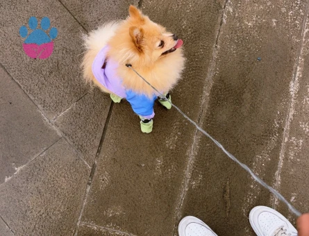 Pomeranian Boo köpeğime Çiftleştirme eş arıyorum