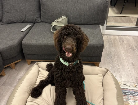 Toy Poodle Oğluma Eş Arıyorum - 118980244