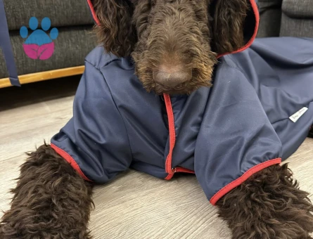 Toy Poodle Oğluma Eş Arıyorum