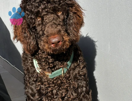 Toy Poodle Oğluma Eş Arıyorum