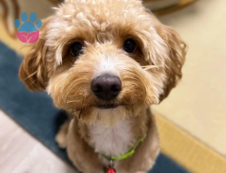 Maltipoo Erkek Köpeğime Eş Arıyorum