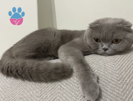 Scottish fold Erkek 1buçuk yaşında