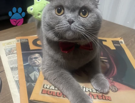 Scottish fold Erkek 1buçuk yaşında