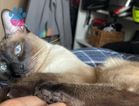 SAF KAN OĞLUMUZA EŞ ARIYORUZ