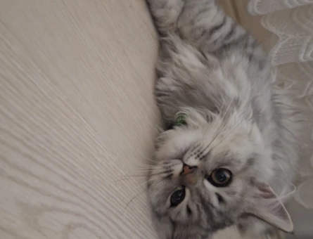 British longhair 8 Aylık Kedime Eş Arıyorum - 118972743