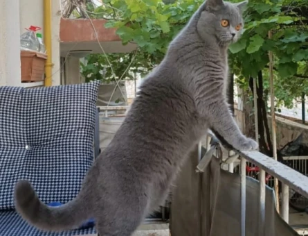 British Shorthair 1 Yaşında Eş Arıyor - 118972744