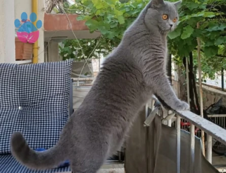 British Shorthair 1 Yaşında Eş Arıyor