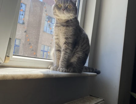 British Shorthair Erman Eş Arıyor - 118972746