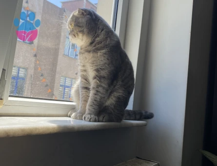 British Shorthair Erman Eş Arıyor