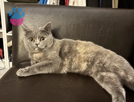 British shorthair kızıma eş arıyoruz