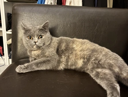 British shorthair kızıma eş arıyoruz - 118980712