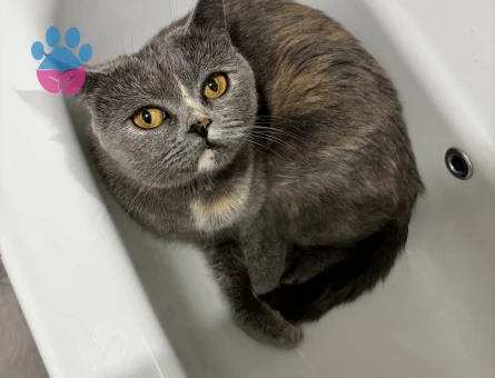 British shorthair kızıma eş arıyoruz