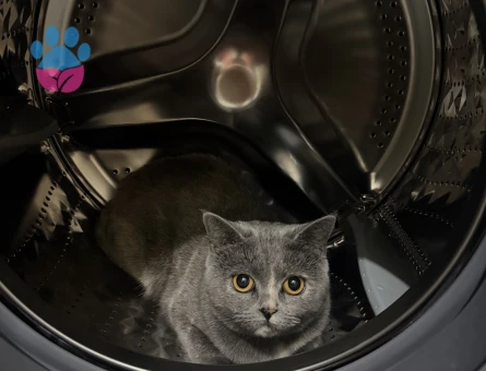 British shorthair kızıma eş arıyoruz