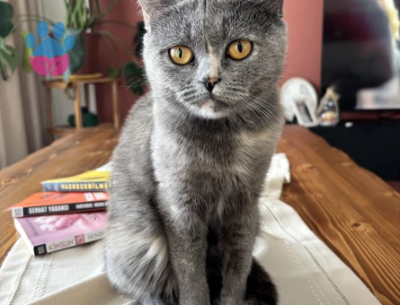 British shorthair kızıma eş arıyoruz
