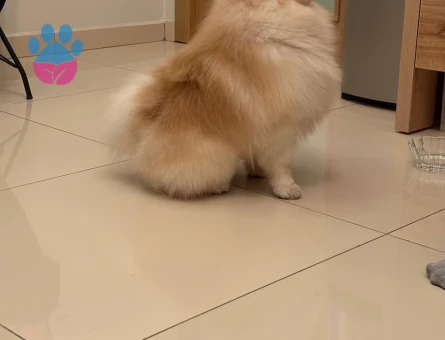 Erkek Po0merian boo köpeğimize dişi eş arıyoruz