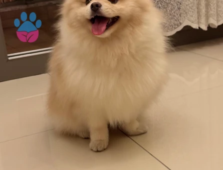 Erkek Po0merian boo köpeğimize dişi eş arıyoruz