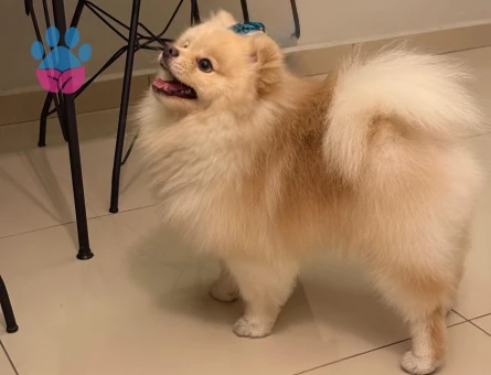 Erkek Po0merian boo köpeğimize dişi eş arıyoruz