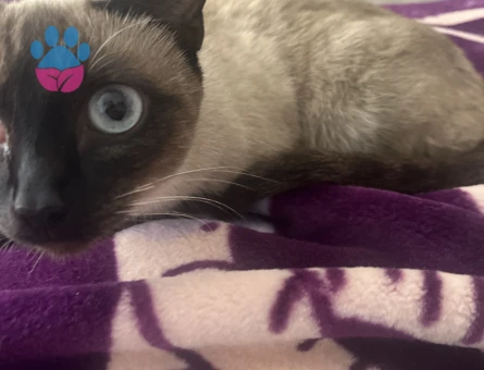 Akhisar siyam eş arıyoruz