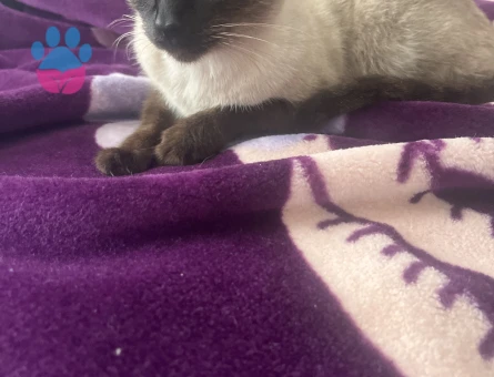 Akhisar siyam eş arıyoruz