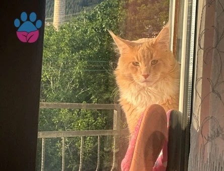 Orijinal safkan secereli Maine coon oğluma eş arıyoruz