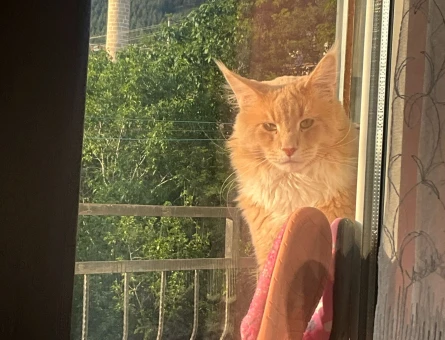 Orijinal safkan secereli Maine coon oğluma eş arıyoruz - 118980719