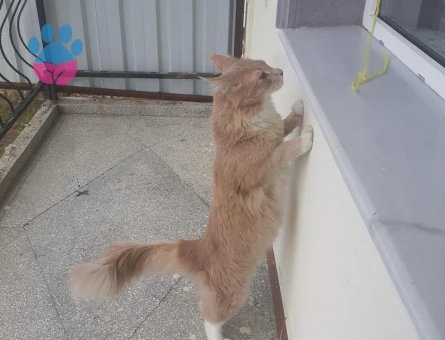 Orijinal safkan secereli Maine coon oğluma eş arıyoruz