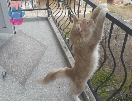 Orijinal safkan secereli Maine coon oğluma eş arıyoruz