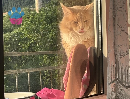 Orijinal safkan secereli Maine coon oğluma eş arıyoruz