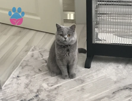 Kedim kızgınlıkta acil dişi kedi arıyorum