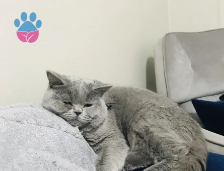 Kedim kızgınlıkta acil dişi kedi arıyorum