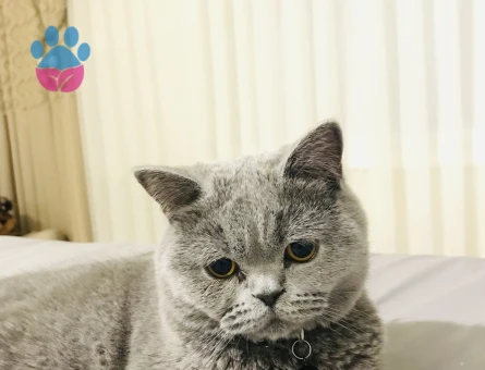 Kedim kızgınlıkta acil dişi kedi arıyorum