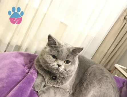 Kedim kızgınlıkta acil dişi kedi arıyorum