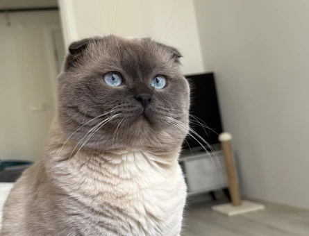 Scottish fold - 118980727
