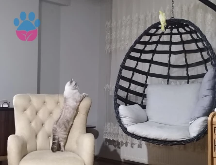 Erkek kedim için dişi çift arıyoruz