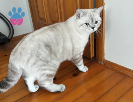 Erkek kedim için dişi çift arıyoruz