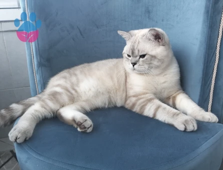 Erkek kedim için dişi çift arıyoruz