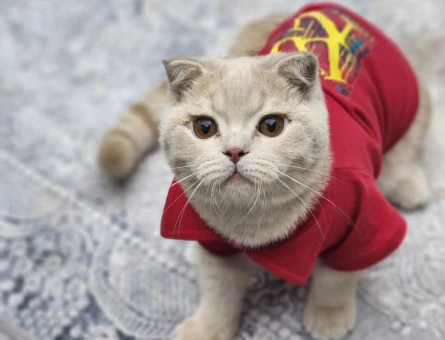 Scottish fold oğluma eş arıyoruz - 118973465