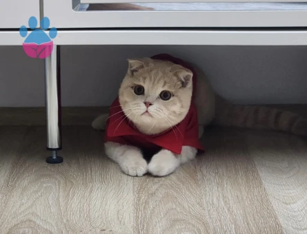 Scottish fold oğluma eş arıyoruz