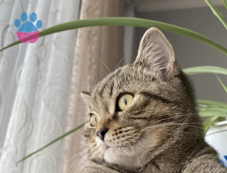 mars a eş arıyoruz