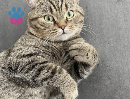 mars a eş arıyoruz