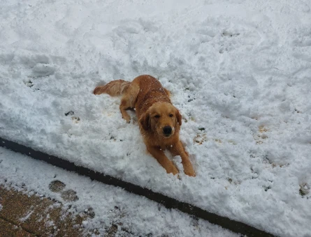 Golden retriever - 118973470