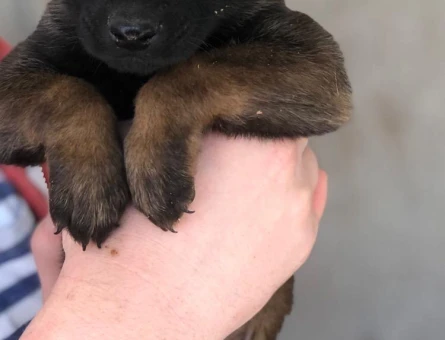 Belçika Kurdu Malinois - 118973472