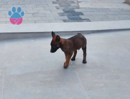 Belçika Kurdu Malinois