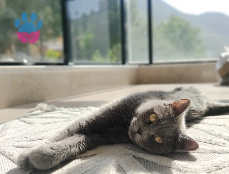 British Dişi Kedime Eş Arıyorum