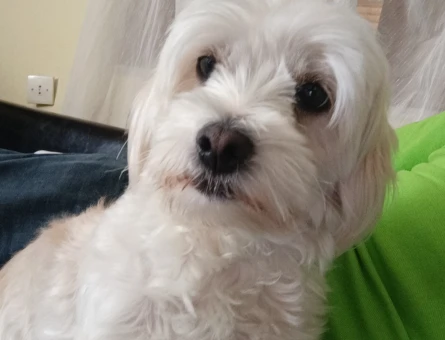 Maltese terrier Erkek Köpeğime Eş Arıyorum - 118981223