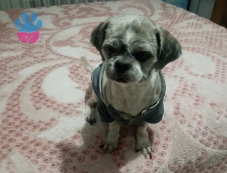 Shih Tzu Köpeğime Eş arıyoruz