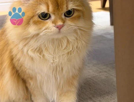 British longhair 1 Yaşında Kedim Eş Arıyor